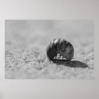 Poster Animal blindé
