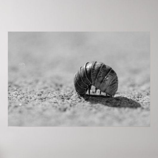 Poster Animal blindé (Devant)