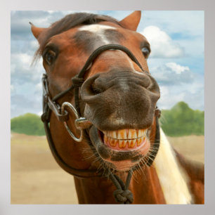 Poster Animal - cheval - je suis finalement descendu de