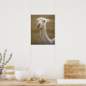 Poster animal d'alpaga blanc (Cuisine)
