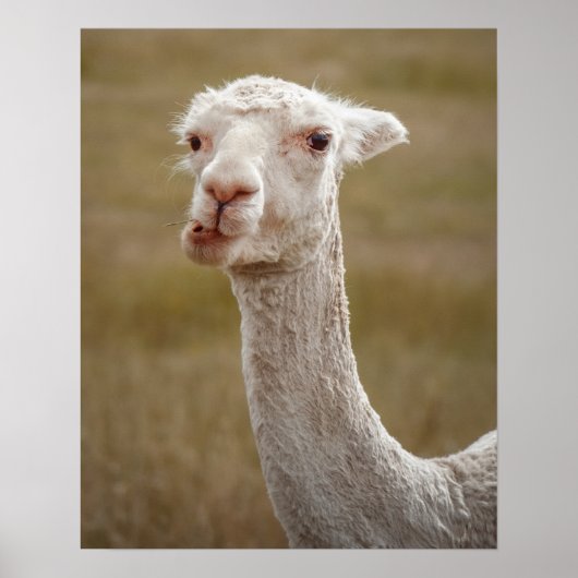 Poster animal d'alpaga blanc (Devant)