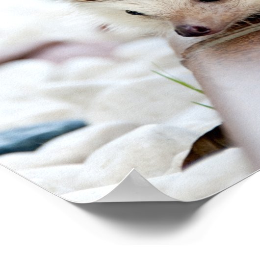 Poster Animal de Cute (Coin)