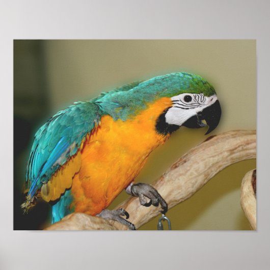 Poster Animal de perroquet bleu et or macaw (Devant)