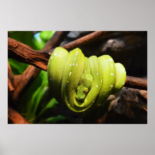 Poster Animal de serpent vert (Devant)