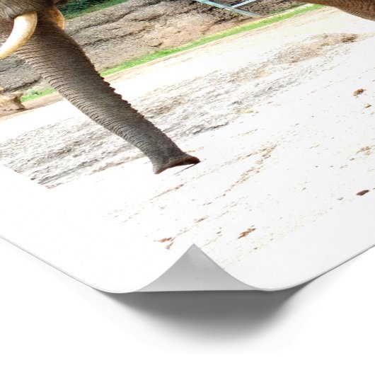 Poster Animal d'éléphant africain (Coin)