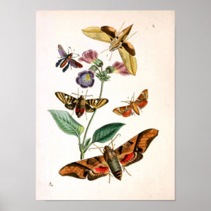 Poster Animal-Insect-Papillon-Rare-Livre-Oriental-Entymol