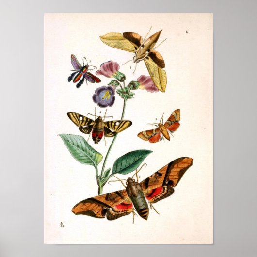 Poster Animal-Insect-Papillon-Rare-Livre-Oriental-Entymol (Devant)