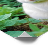 Poster Animal lapin Nature Faune Affection Soin (Coin)