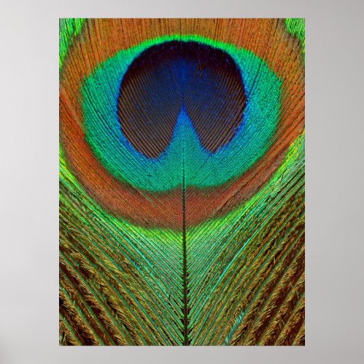 Poster Animal - Oiseau - Plume de Paon (Devant)