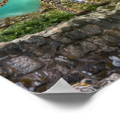 Poster Animal Portrait Wild Cat (Coin)