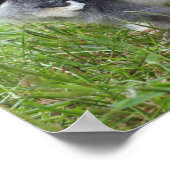 Poster animal, poulet, ferme, mignonette, oiseau, bébé, (Coin)