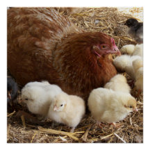 animal, poussin, poulet, ferme, mignon, oiseau, bé