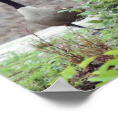 Poster Animal sauvage Canada Goose Trio (Coin)