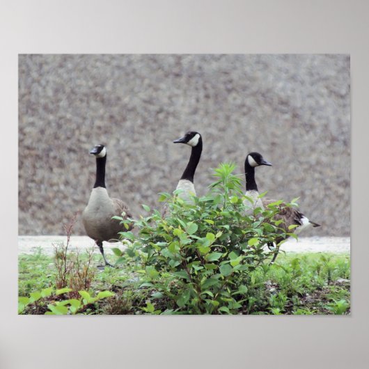 Poster Animal sauvage Canada Goose Trio (Devant)