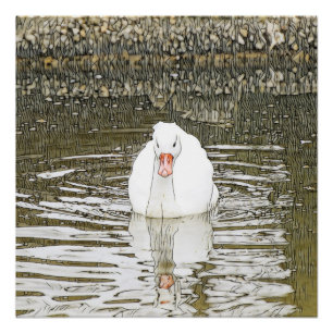 Poster Animal SmartMix - Swan