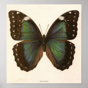 Poster Animal vintage-insecte-papillon-spécimen