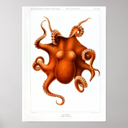 Poster animal vintage - Octopus (Devant)
