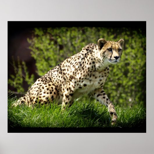 Poster animalier Cheetah Wild Cat Animal-Lover Wil (Devant)