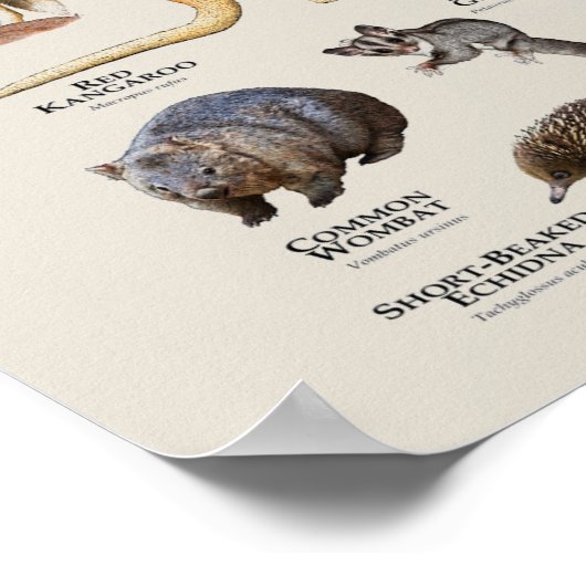 Poster Animals of Australia (Coin)