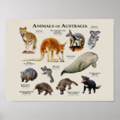 Poster Animals of Australia (Devant)