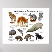 Poster Animals of Australia (Devant)