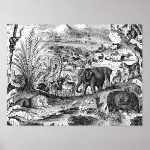 Poster Animaux animaux africains d'illustration de 1800s