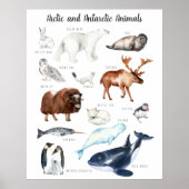 Poster Animaux arctiques | Formation en classe (Devant)