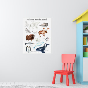 Poster Animaux arctiques   Formation en classe