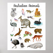 Poster Animaux Australiens | Éducation Apprentissage Sall (Devant)