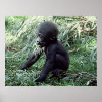 Animaux - Baby Gorilla Gros plan