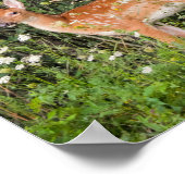 Poster Animaux Bébés Faon Cerf (Coin)