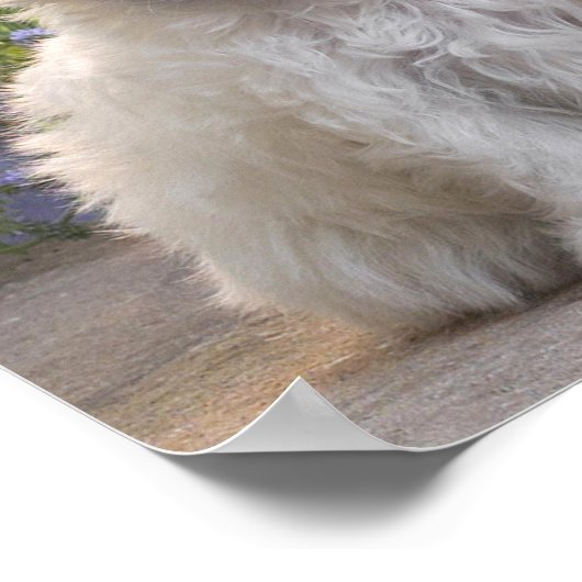 Poster Animaux blancs (Coin)