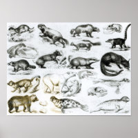 Animaux carnivores