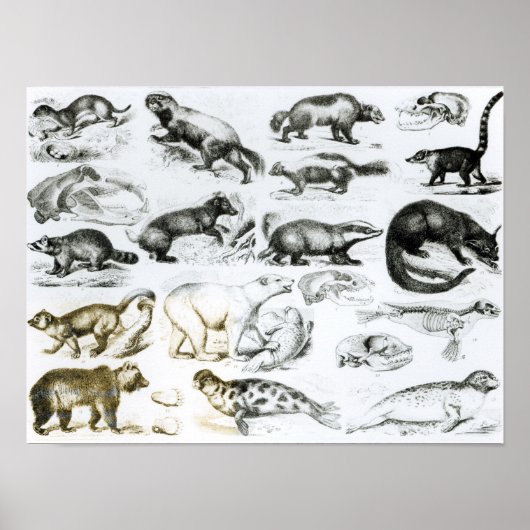 Poster Animaux carnivores (Devant)