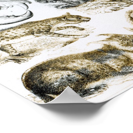 Poster Animaux carnivores (Coin)