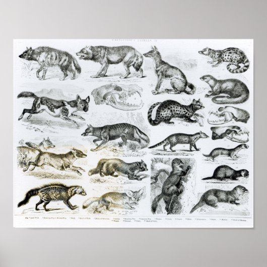Poster Animaux carnivores (Devant)