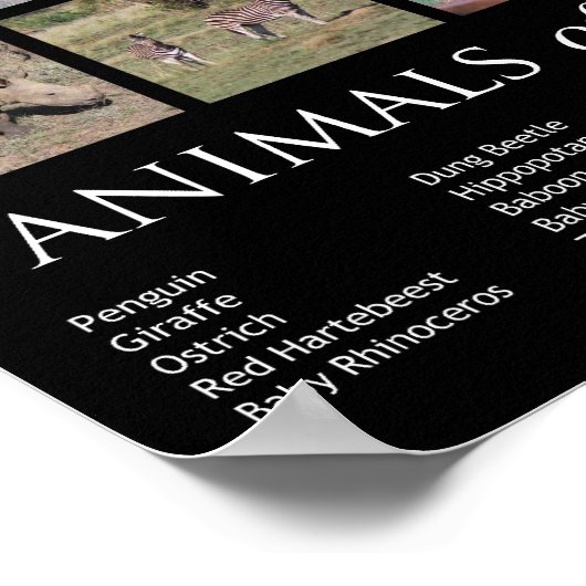 Poster Animaux d'Afrique (Coin)