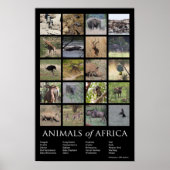 Poster Animaux d'Afrique (Devant)