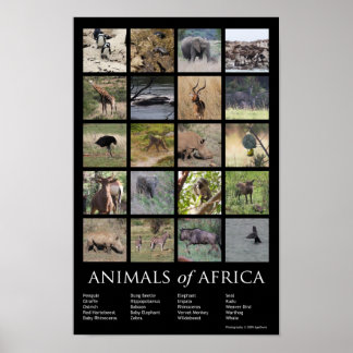 Poster Animaux d'Afrique