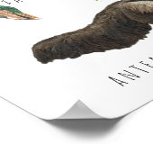 Poster Animaux d'Amérique du Sud | Classe d'éducation (Coin)