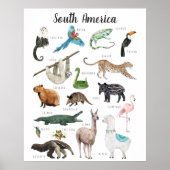 Poster Animaux d'Amérique du Sud | Classe d'éducation (Devant)