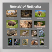 Animaux d'Australie