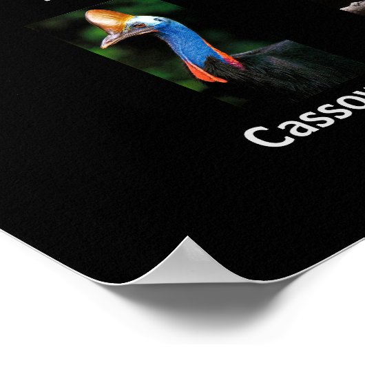 Poster Animaux d'Australie (Coin)