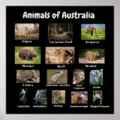 Poster Animaux d'Australie (Devant)