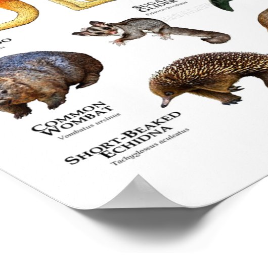 Poster Animaux d'Australie (Coin)