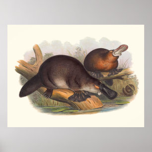 Poster Animaux D'Australie Le Canard A Facturé Platypus