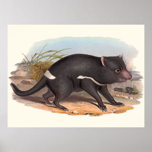 Poster Animaux D'Australie Le Diable De Tasmanie (Devant)