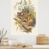 Poster Animaux D'Australie Le Koala (Cuisine)