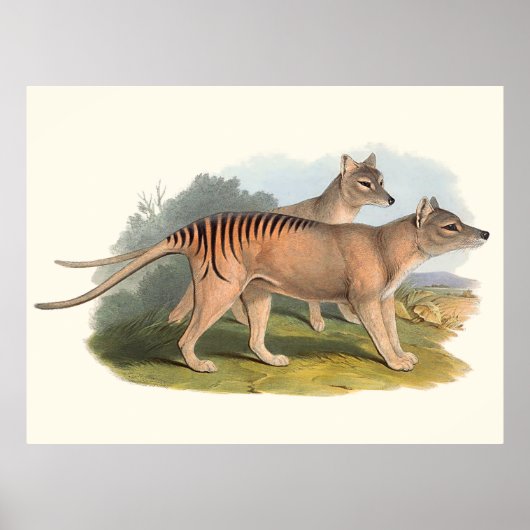 Poster Animaux D'Australie Le Tigre De Tasmanie (Devant)