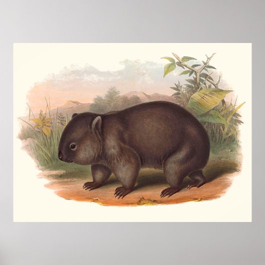 Poster Animaux D'Australie Le Wombat (Devant)